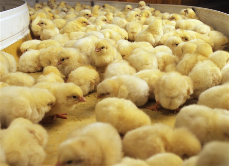 Humidificación para criadero de pollos